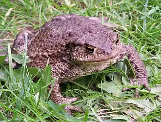 Erdkröte (Bufo bufo)