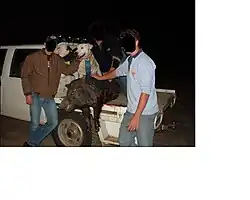 Zwei Hunde nach der Jagd (Australien)