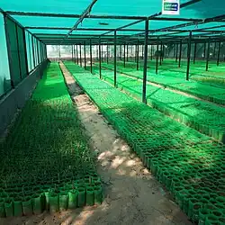 Gewächshaus zur Anzucht der auszusetzenden Pflanzen