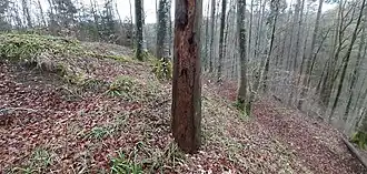 Blick von der Burgstelle über den Ringgraben ins Tal des Bankholzer Dorfbaches
