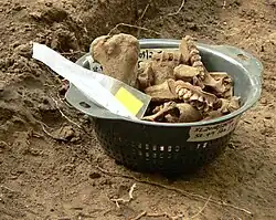 Knochenabfall von Tieren