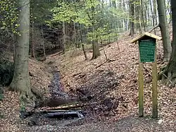 Naturwaldzelle Meersiepenkopf östlich der Wupper im Staatsforst Burgholz