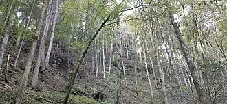 Blick vom Ende der Serpentinen des Wanderweges im Osten der Burgruine auf die Abbruchseite im Norden.