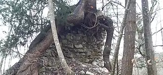 Bergfriedreste unter Baumprotektion