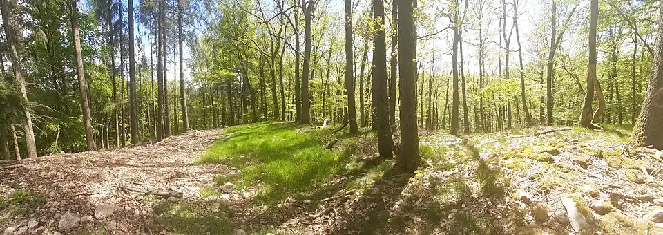 Blick über den Burgstall, das Plateau ist nach Süden abgesenkt (Vorburg?)