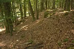 Bild 5: Außenseite des Ringwalles im südlichen Bereich