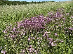 Insektenschutz – Blühstreifen mit Kuckucks-Lichtnelke