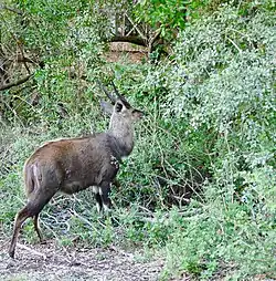 Senegal-Schirrantilope