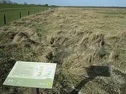 Salzwiese vor dem Seedeich von Cäciliengroden