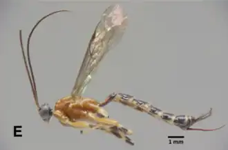 Clistopyga amazonica ♀