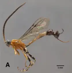 Clistopyga caramba ♀