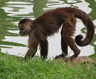 Brauner Kapuzineraffe (Cebus olivaceus)