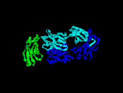T-Zelloberflächenprotein CD28
