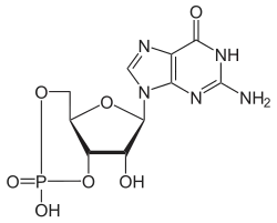 Strukturformel des cyclischen Guanosinmonophosphats