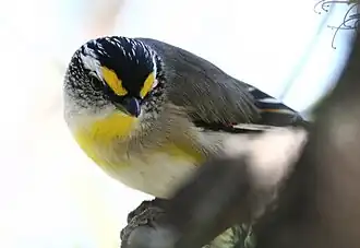 Streifenpanthervogel mit gelbem Schnabelansatz