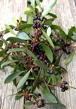 Tasmanischer Bergpfeffer (ähnlich ist „Dorrigo Pepper“ von Tasmannia insipida und Tasmannia stipitata) (Früchte und Blätter)