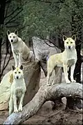 Dingos
