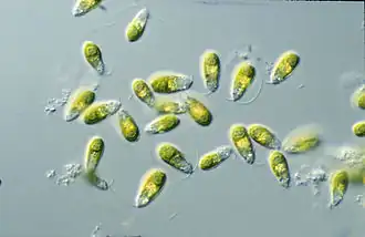 Art der Gattung Dunaliella