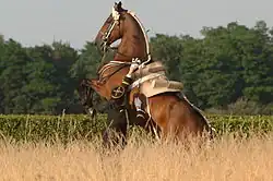 Courbette (Cadre Noir).