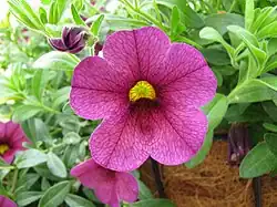 2012 Rubinglöckchen