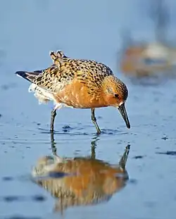 Calidris canutus im niederländischen Wattenmeer