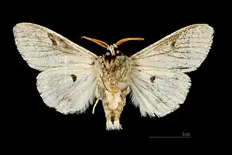 △ Ventralansicht ♂