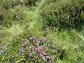 Heidekraut (Common Heather)