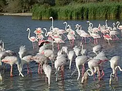 Rosa Flamingos in der Camargue