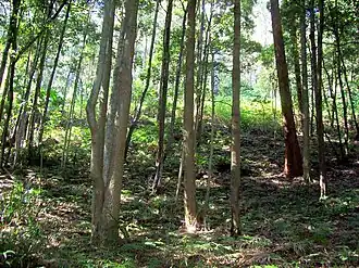 Baumwuchs im Royal National Park