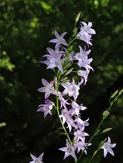Rapunzel-Glockenblume (Campanula rapunculus)