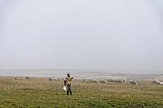 Schäfer auf dem Campo Imperatore