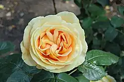 ‘Candle Light’, Tantau, 2001