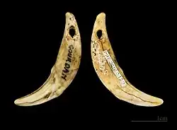 Wolfshund-Schmuck, Magdalénien