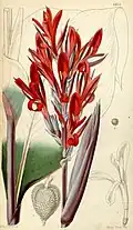 Canna Warszewiczii illustriert von Walter Hood Fitch
