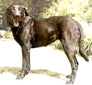 Cão de Castro Laboreiro