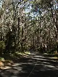 Eukalyptuswald und Cape Otway Road