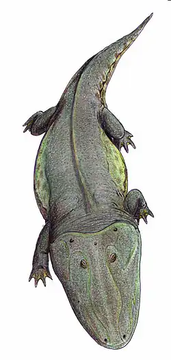 Amphibischer Capitosaurus