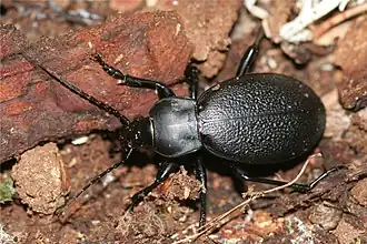 Lederlaufkäfer (Carabus coriaceus) mit geschlossenen und verwachsenen Deckflügeln