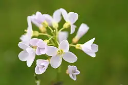 2006 Wiesenschaumkraut