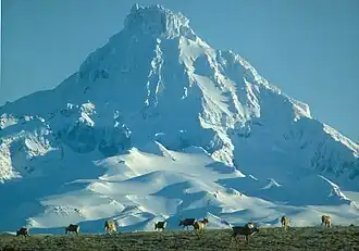 Rentiere vor dem Isanotski