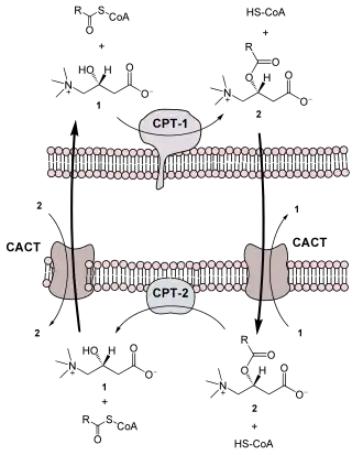 Carnitin-Acyltransferase-System
