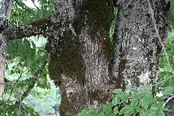 Foto eines großen Baumes, Südbalkan-Hainbuche