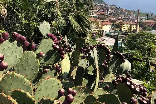 Kaktusfeigen im Botanischen Garten