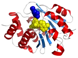 Catechol-O-Methyltransferase