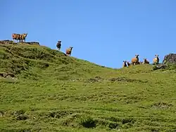 Rinder auf dem Berg Tapo