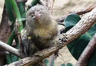 Gelbbauch-Zwergseidenäffchen (Cebuella pygmaea)