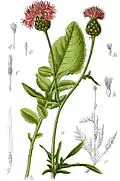 Abbildung der Skabiosen-Flockenblume von Jacob Sturm: a)&nbsp;Blütenzweig, b)&nbsp;Blatt, c)&nbsp;Pflanze, d)&nbsp;Blüte, e)&nbsp;tauber Griffel, f)&nbsp;Griffel, g)&nbsp;Staubgefäß, h)&nbsp;Früchte