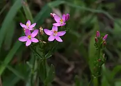 Echtes Tausendgüldenkraut