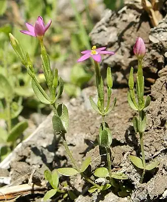 Kleines Tausendgüldenkraut (Centaurium pulchellum)