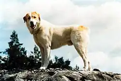 Zentralasiatischer Ovtscharka